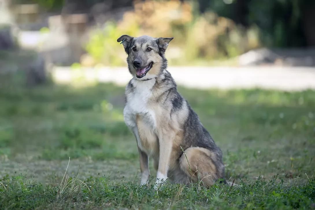 Lesya (Леся), female senior Mixed Breed for adoption at Happy Paw Kyiv Oblast