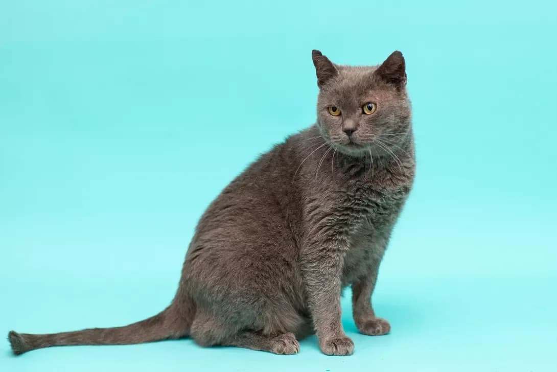 Sirko (Сірко), male senior Mixed Breed for adoption at Happy Paw Kyiv Oblast