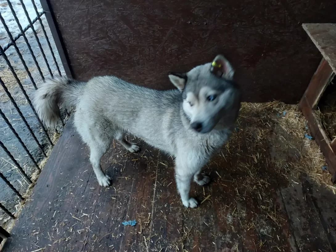 Kasya (Кася), female 6yo Mixed Breed for adoption at Happy Paw Sumy Oblast
