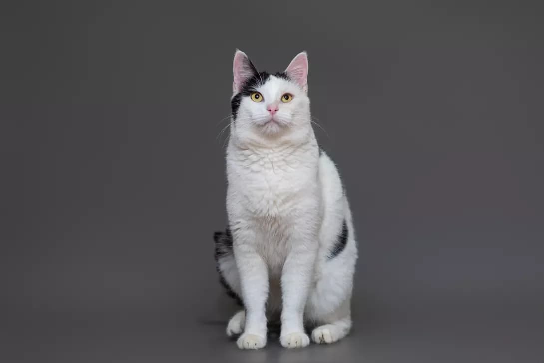Shem (Шем), Mixed Breed (Happy Paw Kyiv Oblast)