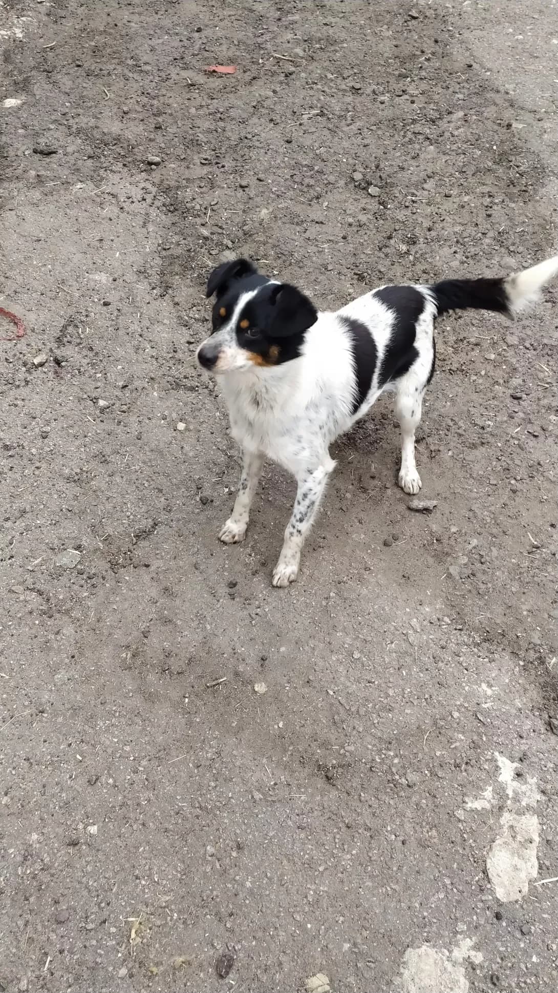 Tsigan (Циган), male 5yo Mixed Breed for adoption at Happy Paw Sumy Oblast