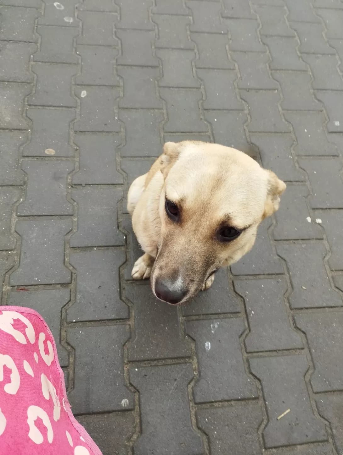 Lapka (Лапка), female 3yo Mixed Breed for adoption at Happy Paw Lviv