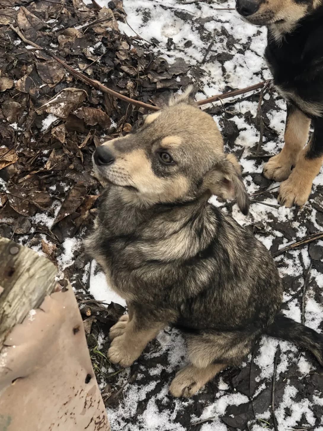 Miya (Мія), female 3yo Mixed Breed for adoption at Happy Paw Kyiv Oblast