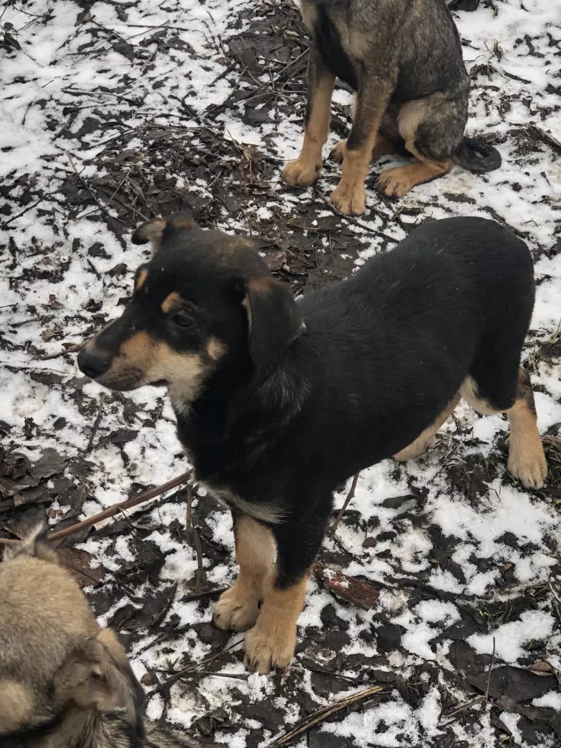 Semen (Семен), Mixed Breed (Happy Paw Kyiv Oblast)
