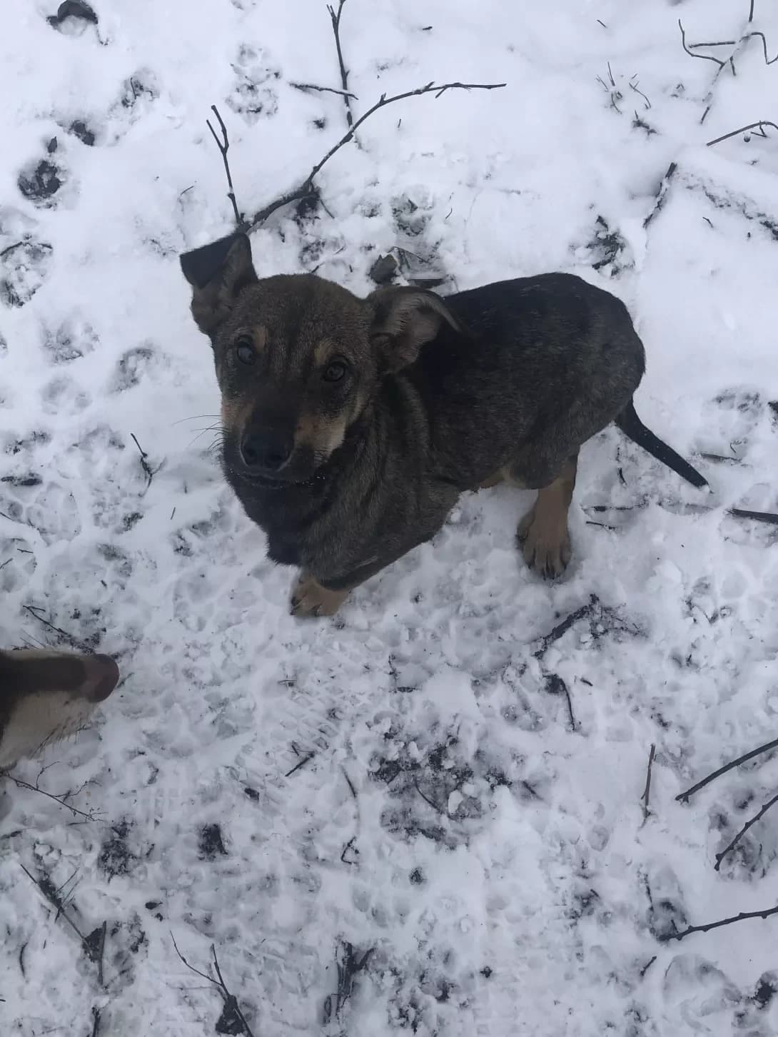 Malyuk (Малюк), Mixed Breed (Happy Paw Kyiv Oblast)