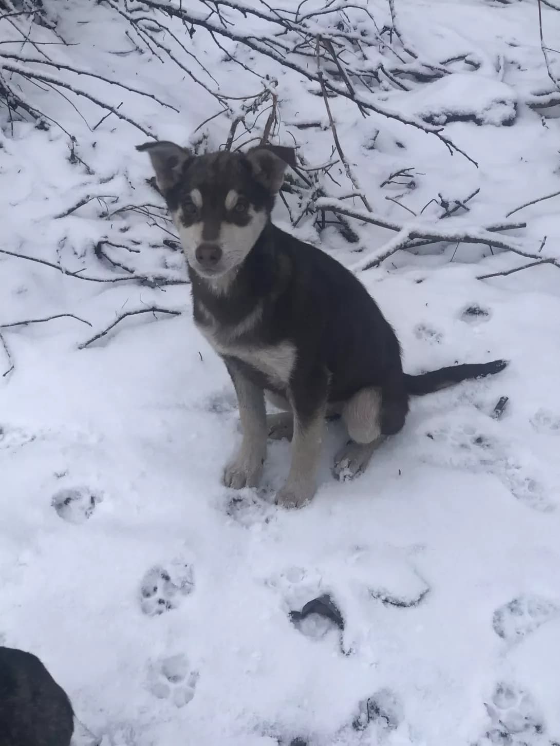 MasyunYa (МасюнЯ), Mixed Breed (Happy Paw Kyiv Oblast)