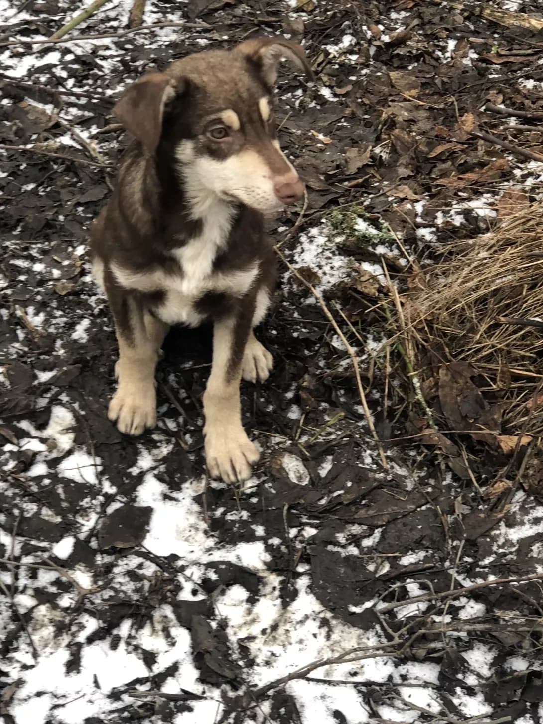 Mira (Міра), Mixed Breed (Happy Paw Kyiv Oblast)