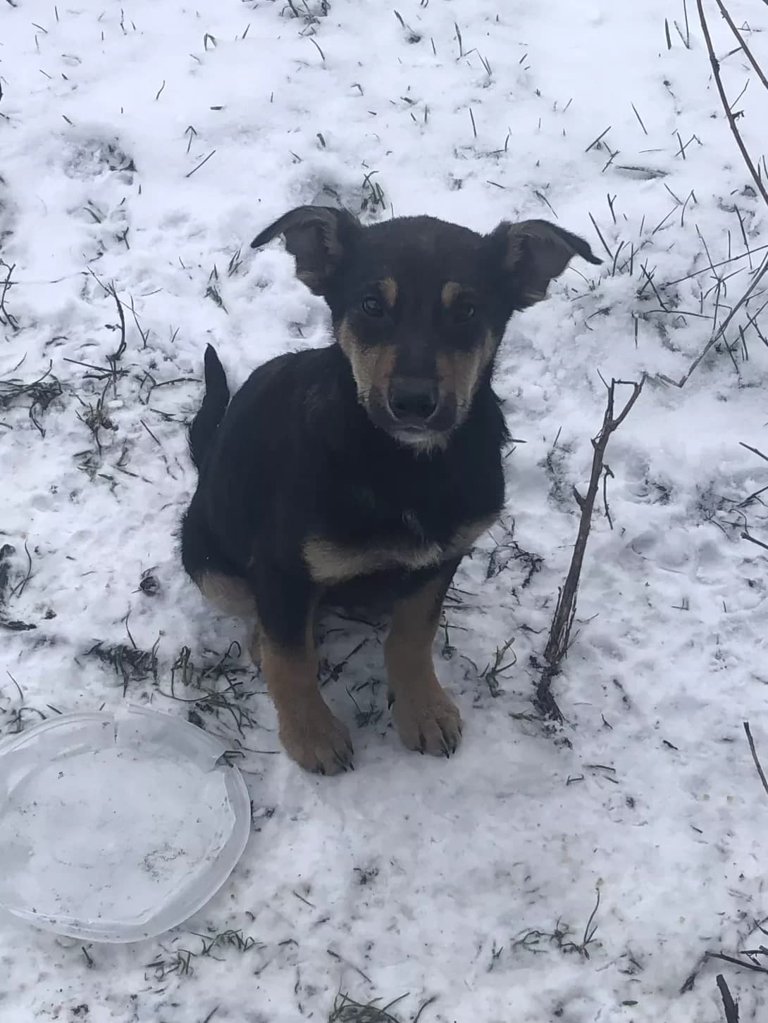 Munik (Мунік), Mixed Breed (Happy Paw Kyiv Oblast)