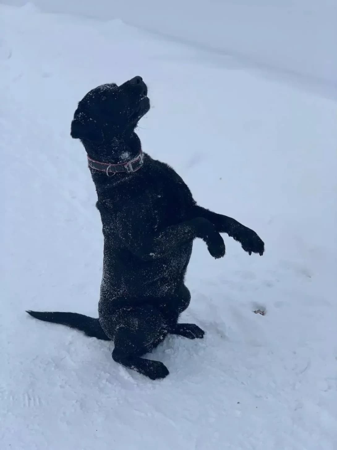 Armin (Армін), male senior Mixed Breed for adoption at Happy Paw Kyiv Oblast