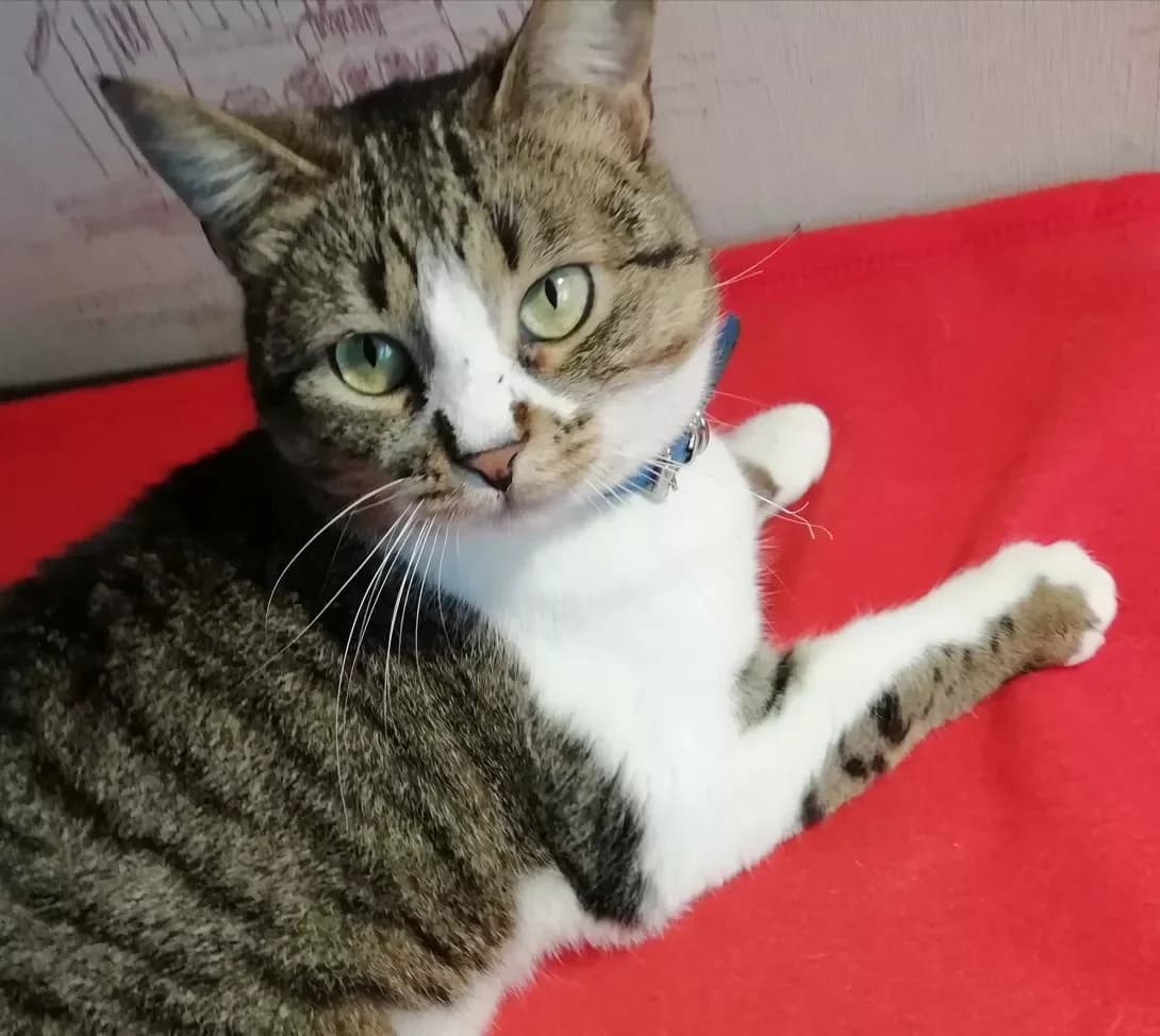 Malvina (Мальвіна), female 5yo Mixed Breed for adoption at Happy Paw Zaporizhzhia