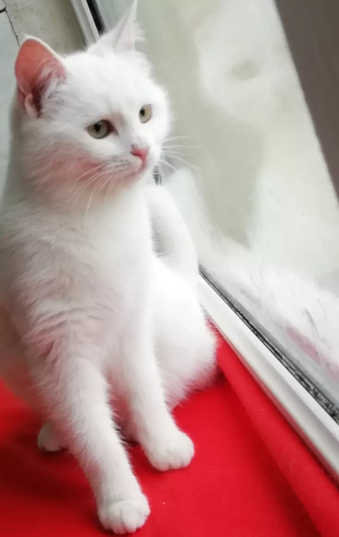 Snyezha (Снєжа), female 3yo Mixed Breed for adoption at Happy Paw Zaporizhzhia