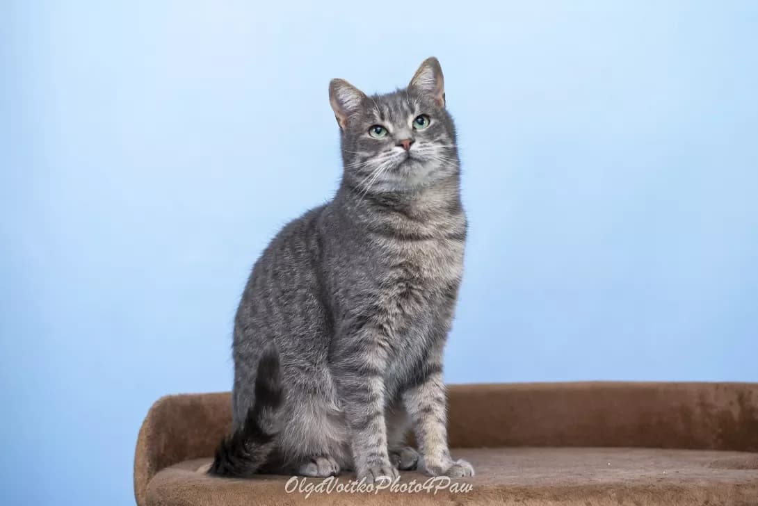 Kortes (Кортес), Mixed Breed (Happy Paw Kyiv Oblast)
