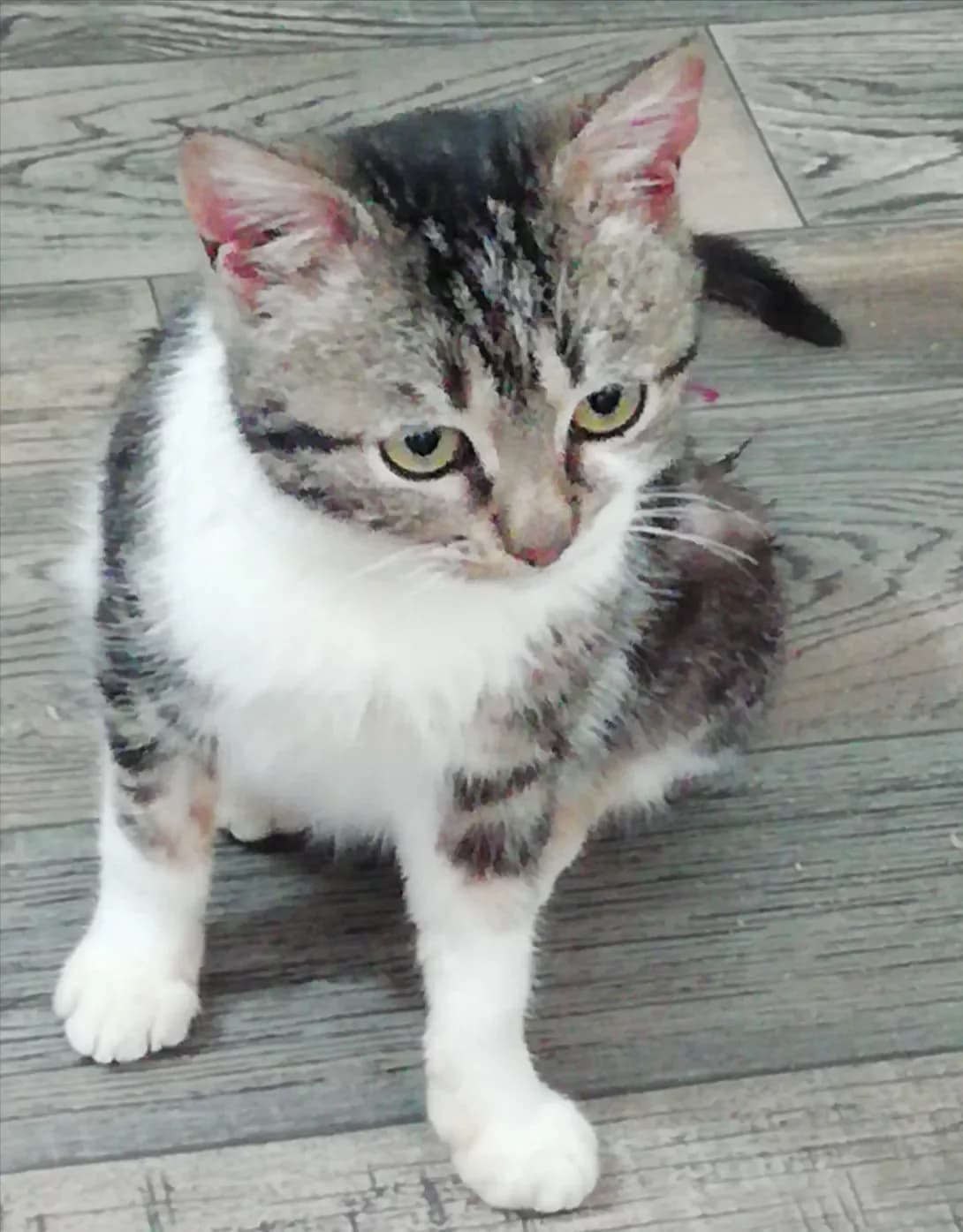 Simochka (Сімочка), female 3yo Mixed Breed for adoption at Happy Paw Zaporizhzhia