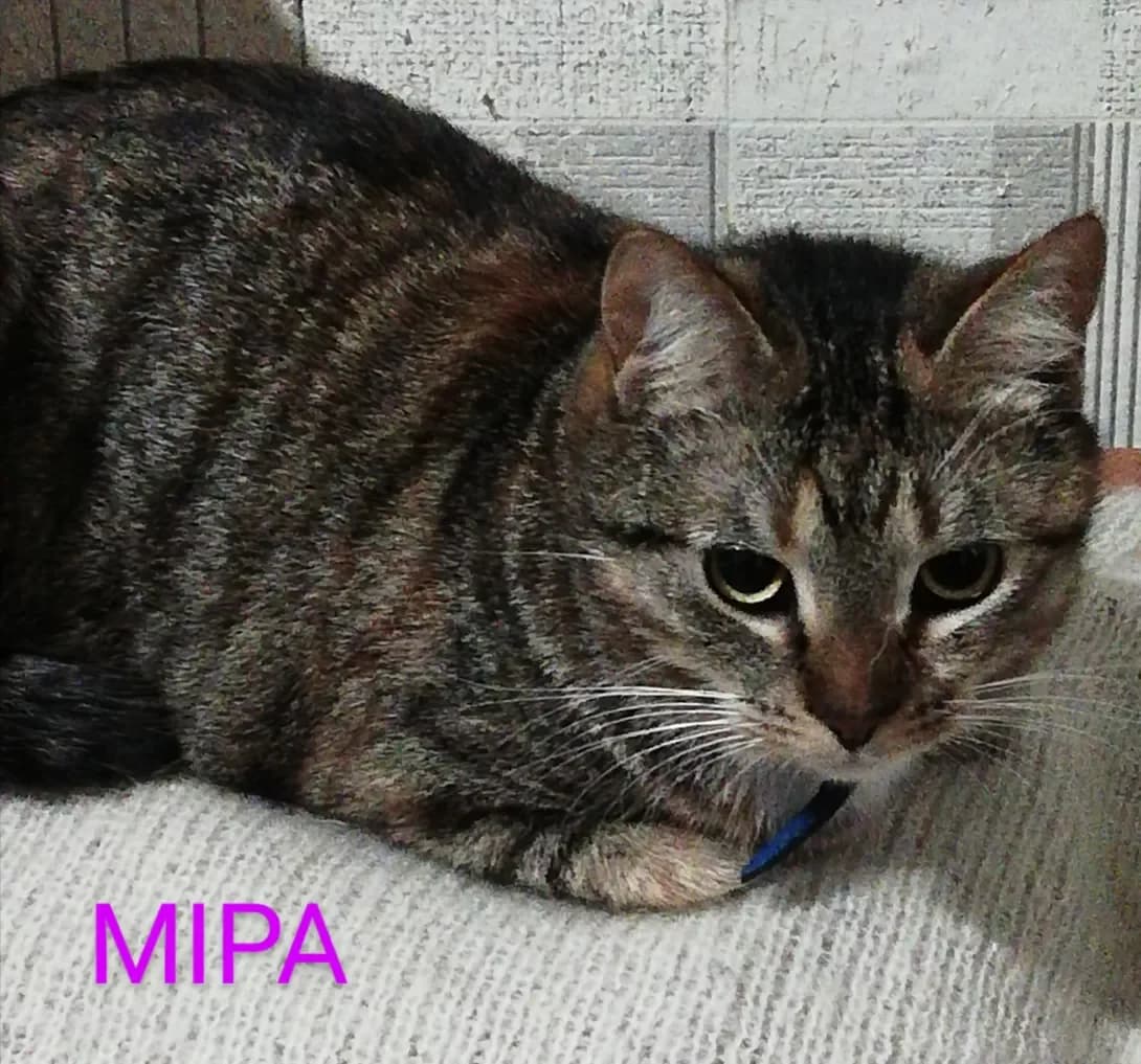 Mira ta Amur (Міра та Амур), female 4yo Mixed Breed for adoption at Happy Paw Zaporizhzhia