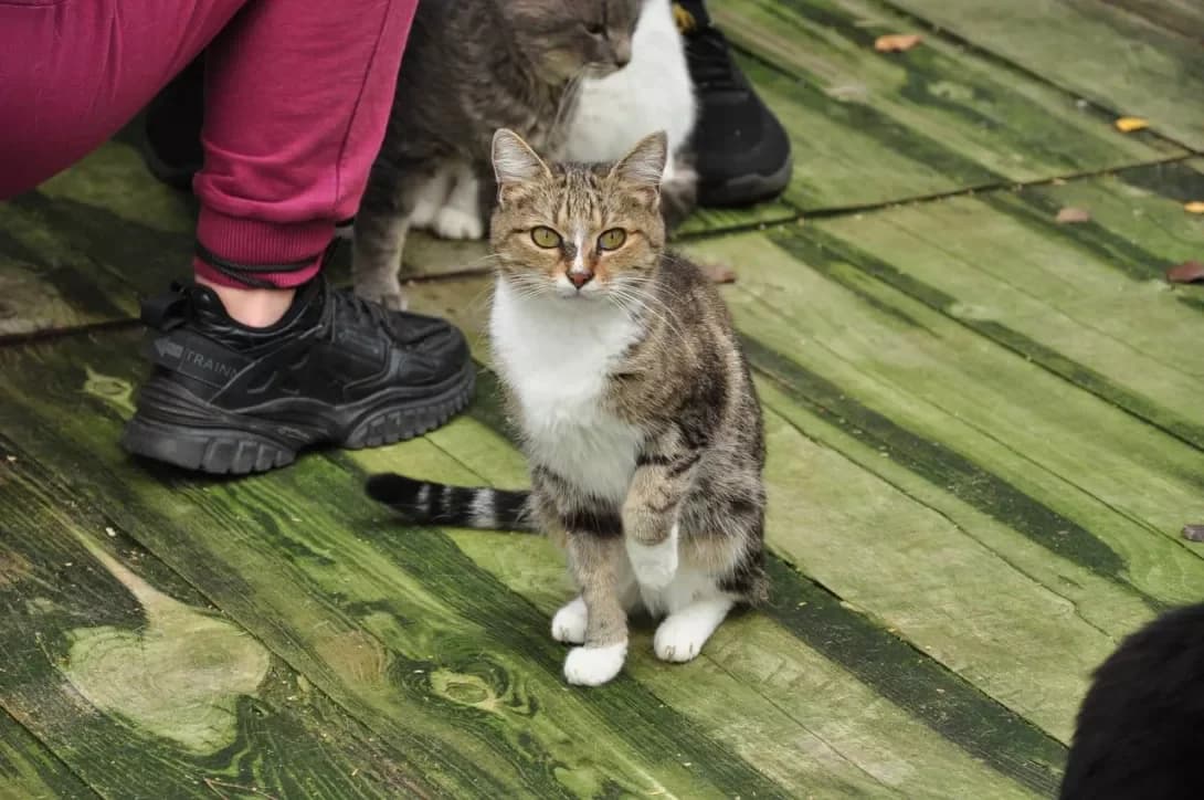 Tofi (Тофі), Mixed Breed (Happy Paw Kyiv Oblast)