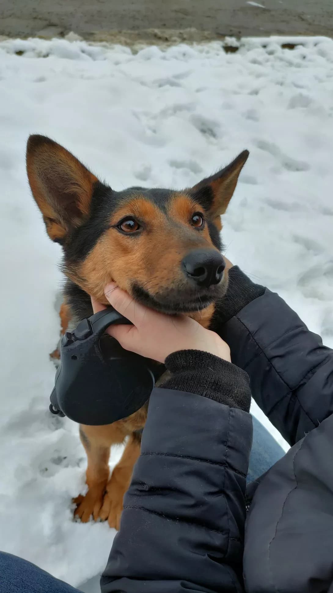 Alfa (Альфа), female 4yo Mixed Breed for adoption at Happy Paw Lviv