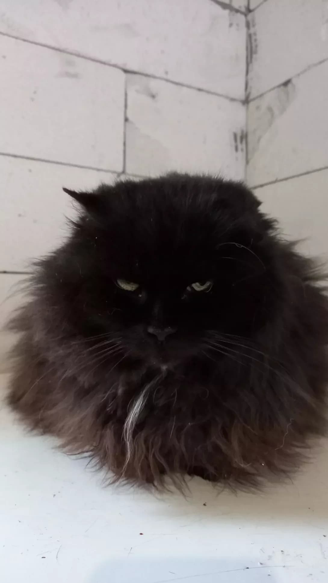 Sisi (Сісі), Mixed Breed (Happy Paw Kyiv Oblast)