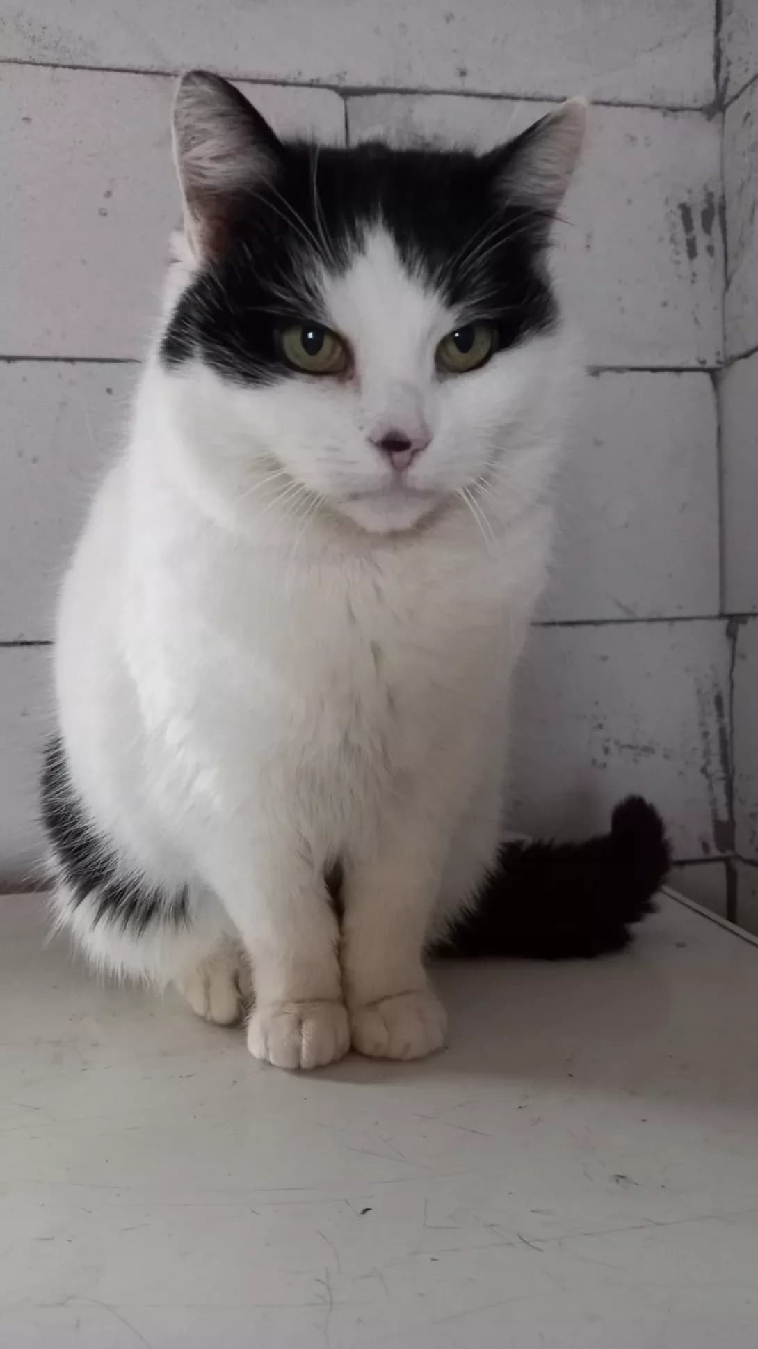 Sani (Сані), Mixed Breed (Happy Paw Kyiv Oblast)