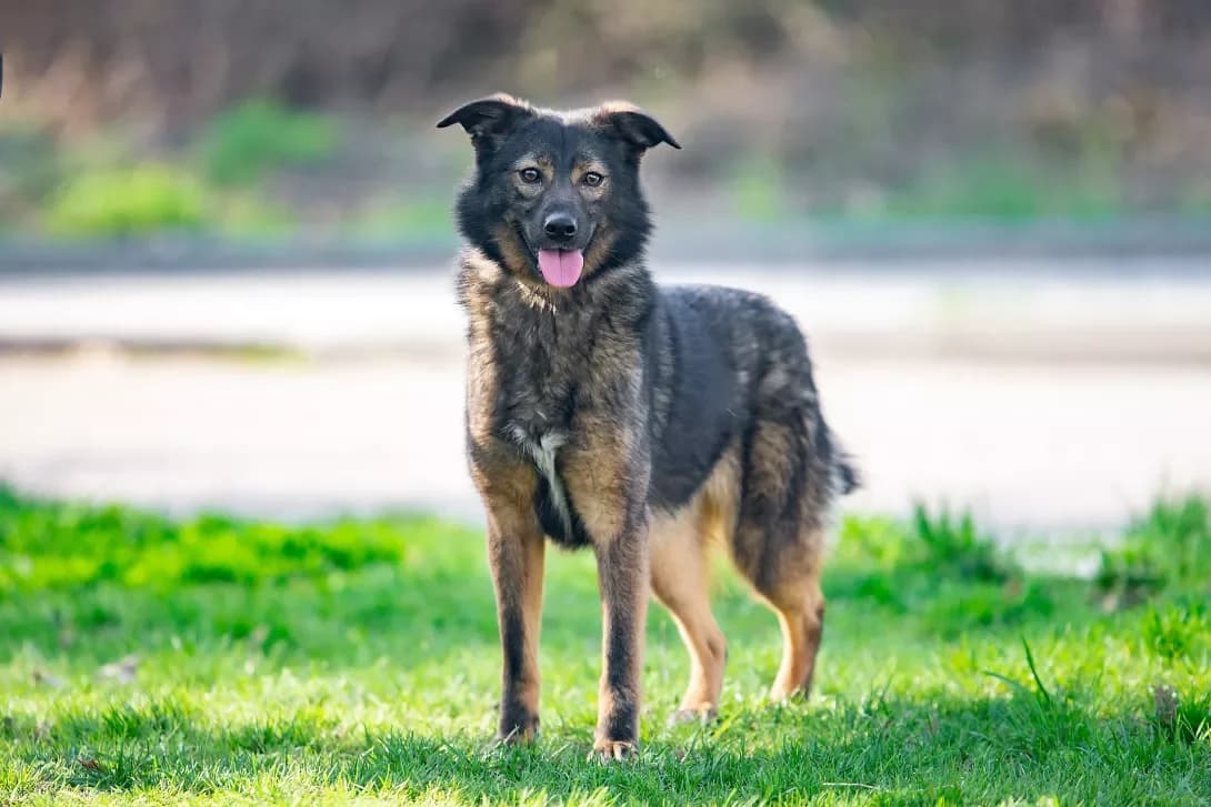 Kesha (Кеша), Mixed Breed (Happy Paw Kyiv Oblast)