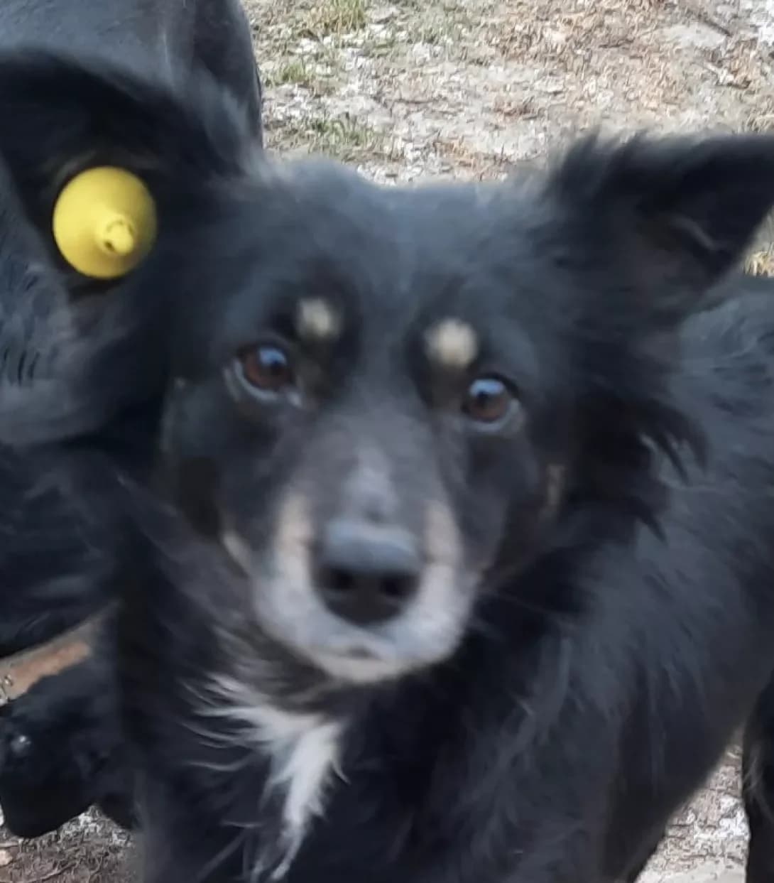 Lola (Лола), Mixed Breed (Happy Paw Kyiv Oblast)