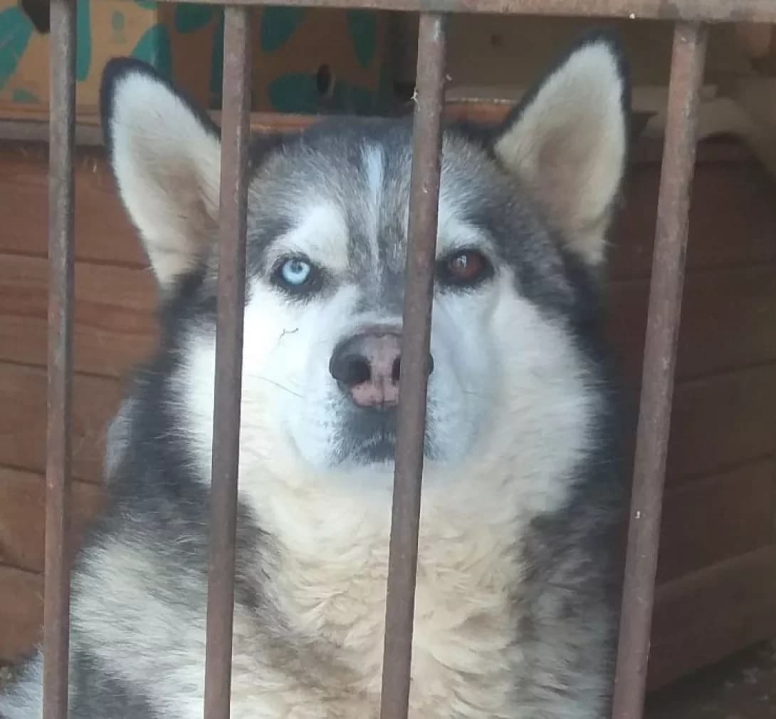 Malish (Малиш), Mixed Breed (Happy Paw Kyiv Oblast)