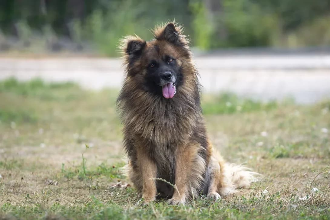 Darius (Даріус), Mixed Breed (Happy Paw Kyiv Oblast)