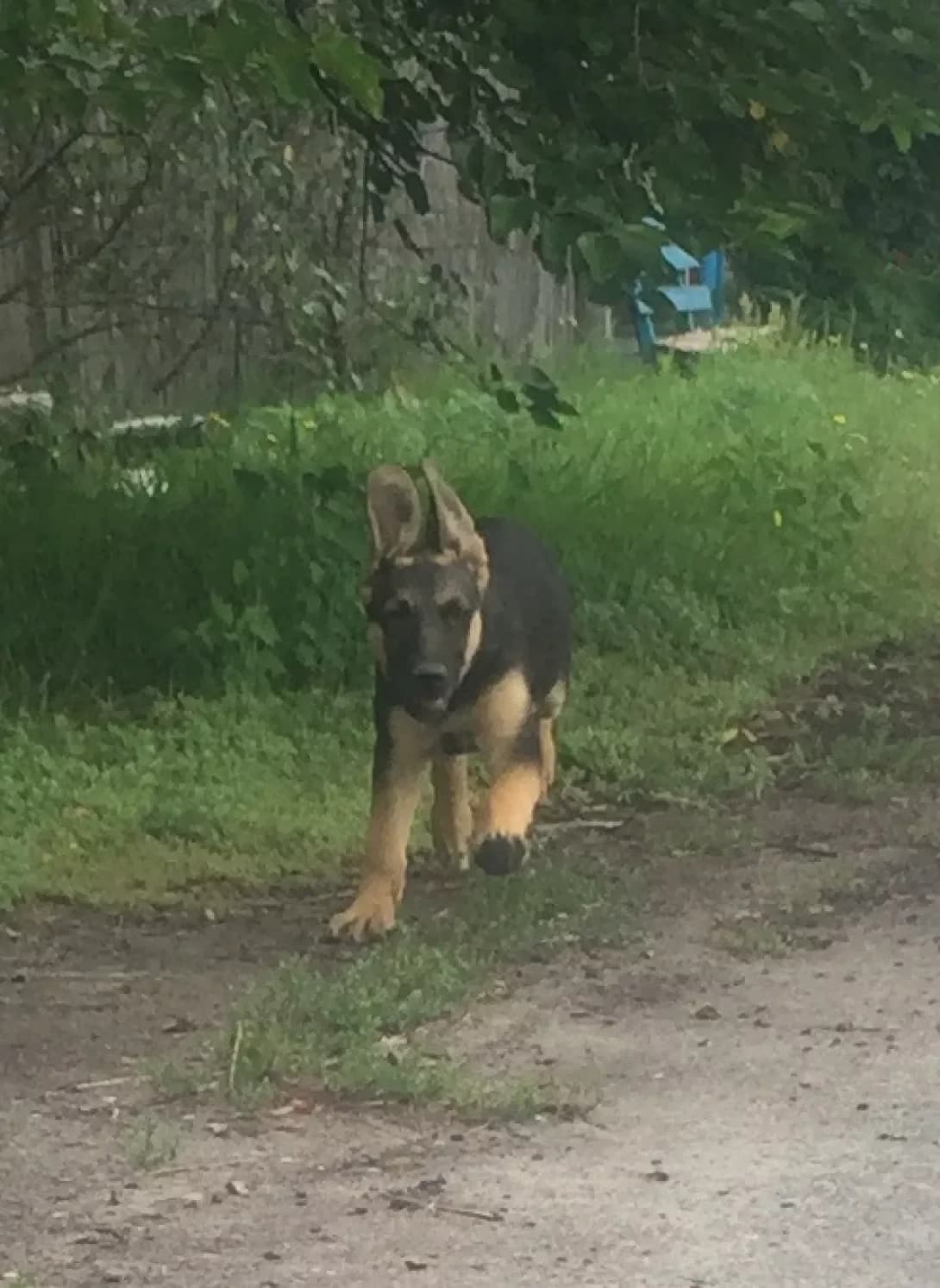 P'yata (П'ята), Mixed Breed (Happy Paw Kyiv Oblast)