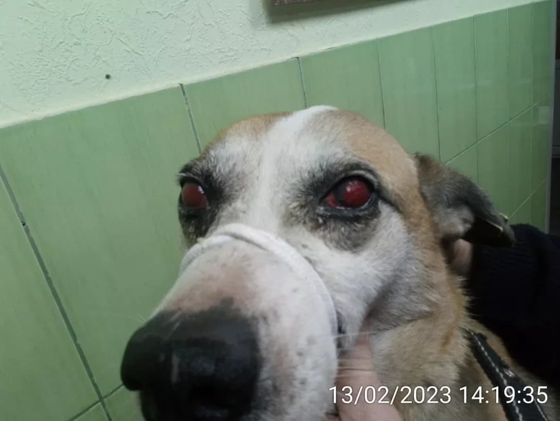 Rizhukha (Рижуха), female senior Mixed Breed for adoption at Happy Paw Zaporizhzhia