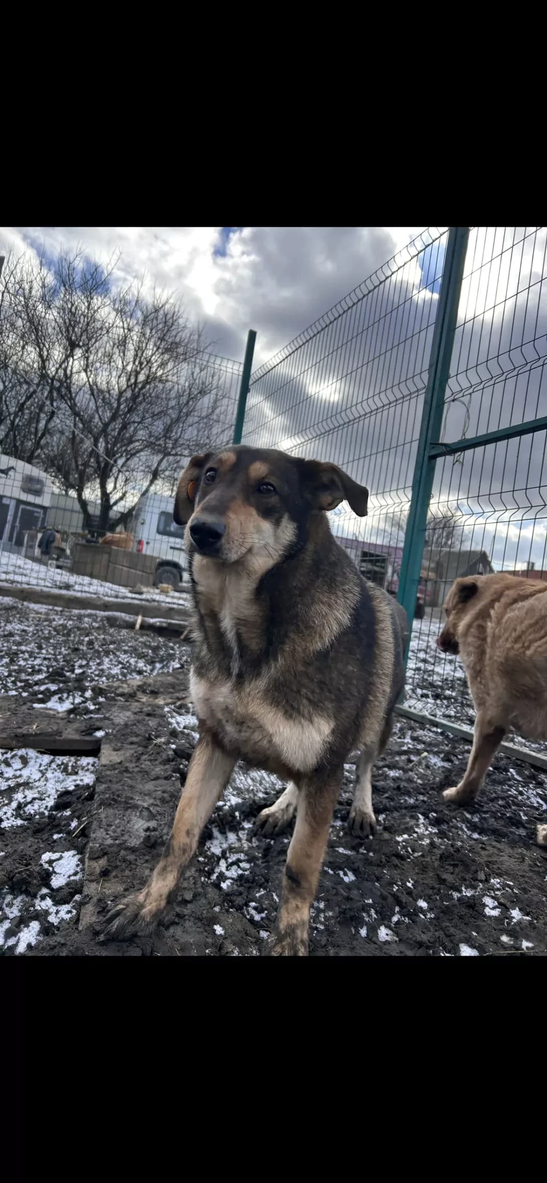 Skarla (Скарла), Mixed Breed (Happy Paw Dnipro)
