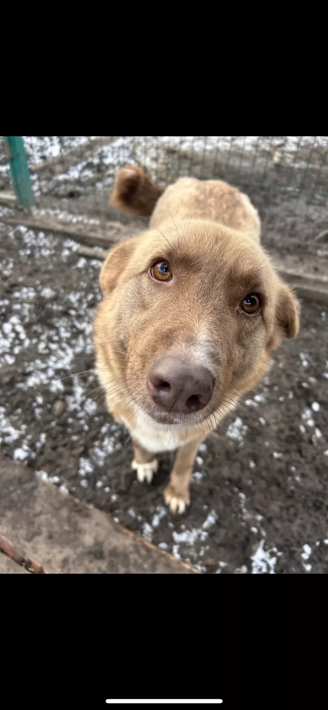 Tonya (Тоня), Mixed Breed (Happy Paw Dnipro)