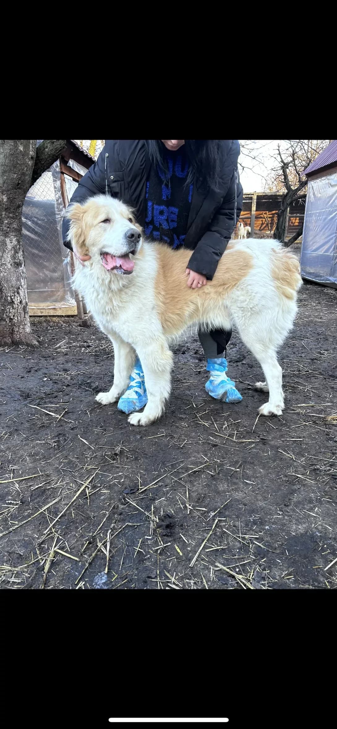 Archi (Арчі), male senior Mixed Breed for adoption at Happy Paw Dnipro