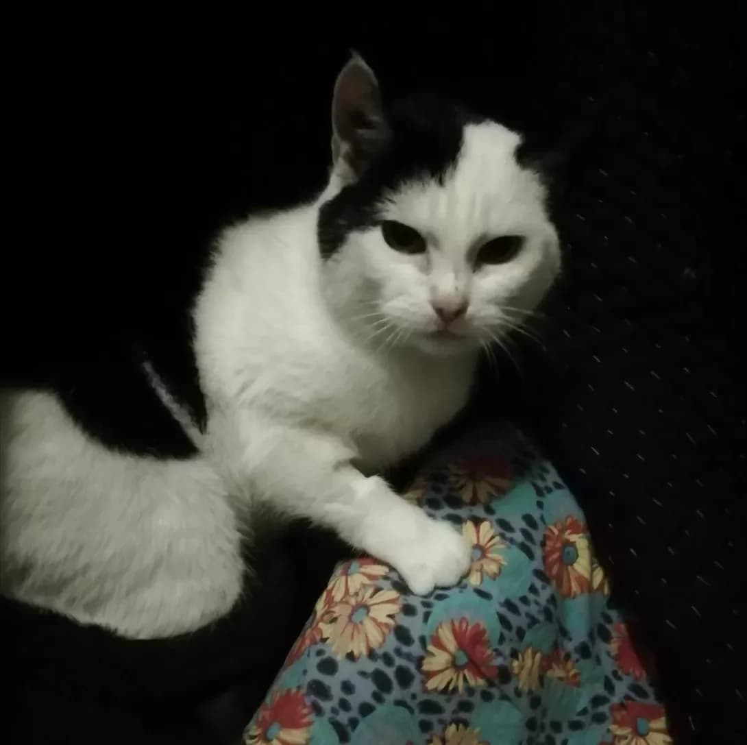 Katya (Катя), female senior Mixed Breed for adoption at Happy Paw Zaporizhzhia