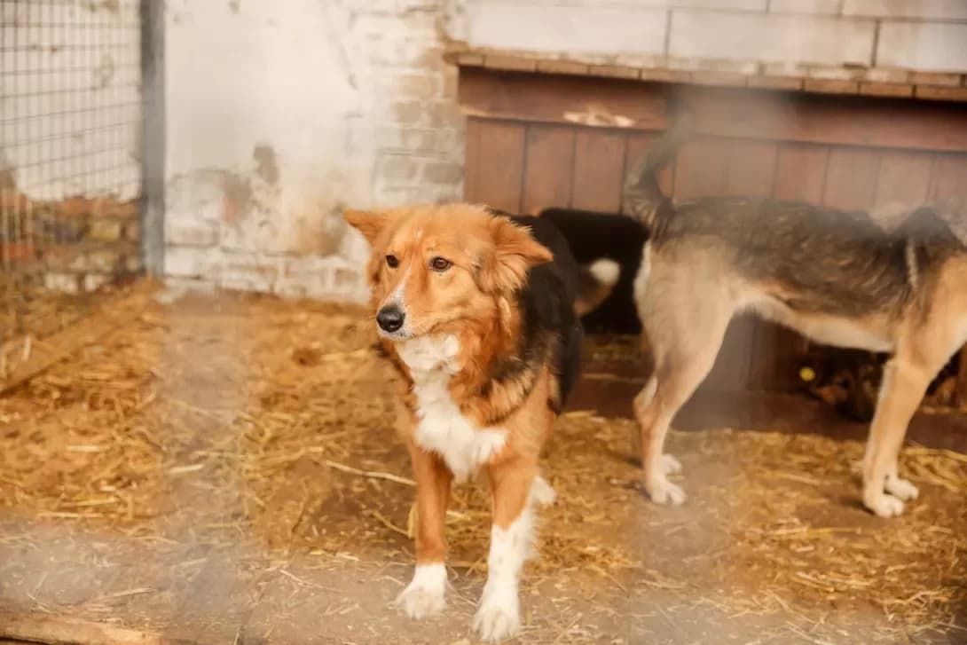 Alisa (Аліса), Mixed Breed (Happy Paw Kyiv Oblast)