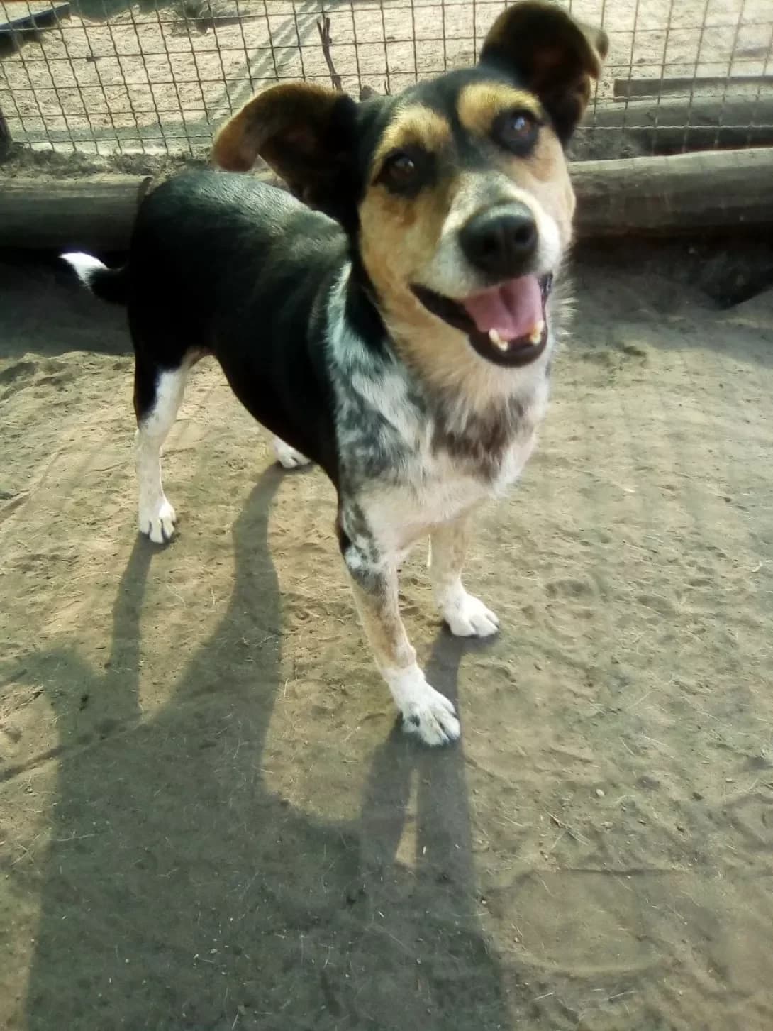 Lodik (Лодік), Mixed Breed (Happy Paw Dnipro)