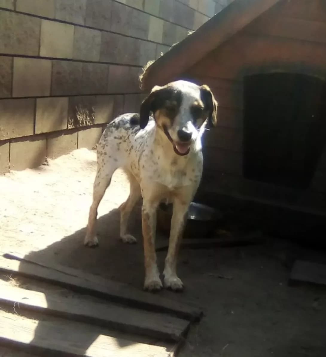 Znayda (Знайда), Mixed Breed (Happy Paw Dnipro)