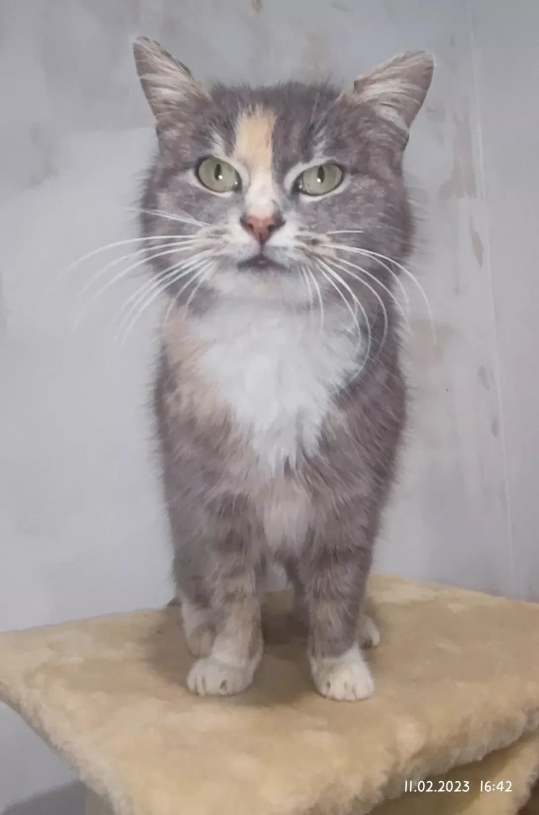 Simba (Сімба), female 3yo Mixed Breed for adoption at Happy Paw Dnipro