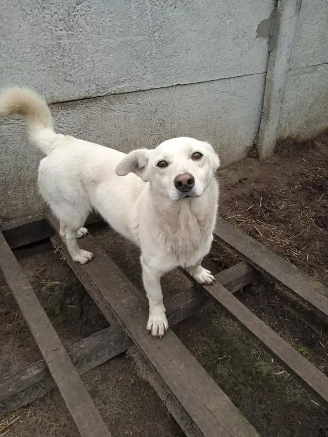Dzhessika (Джессіка), Mixed Breed (Happy Paw Dnipro)