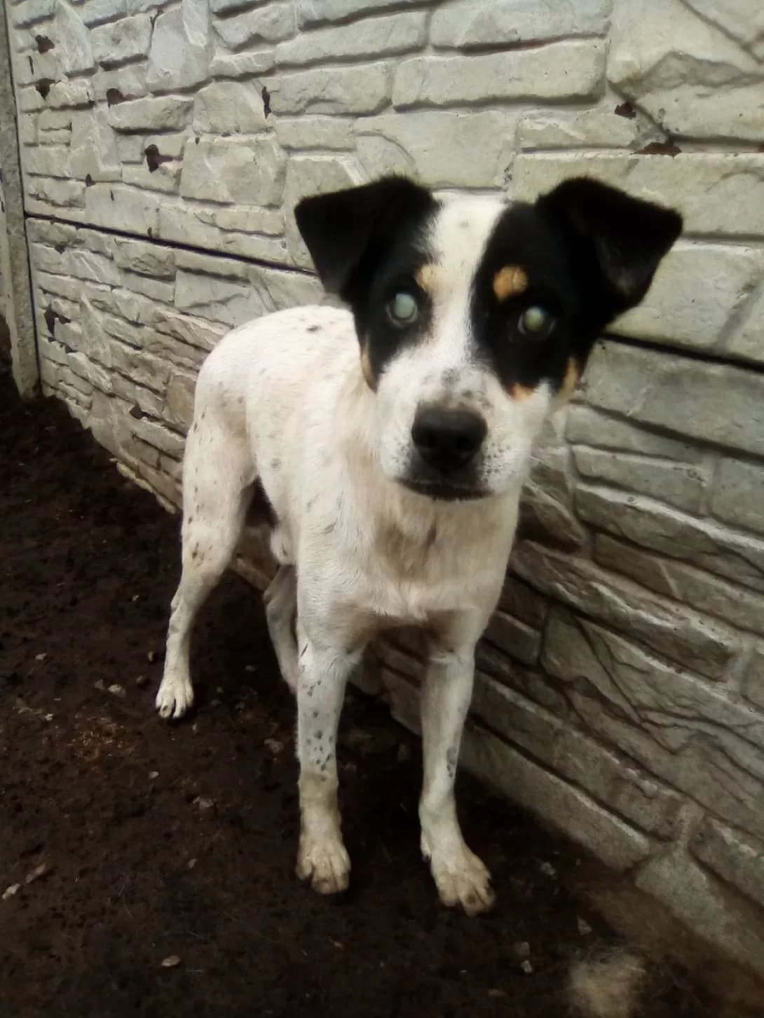 Archik (Арчик), female senior Mixed Breed for adoption at Happy Paw Dnipro