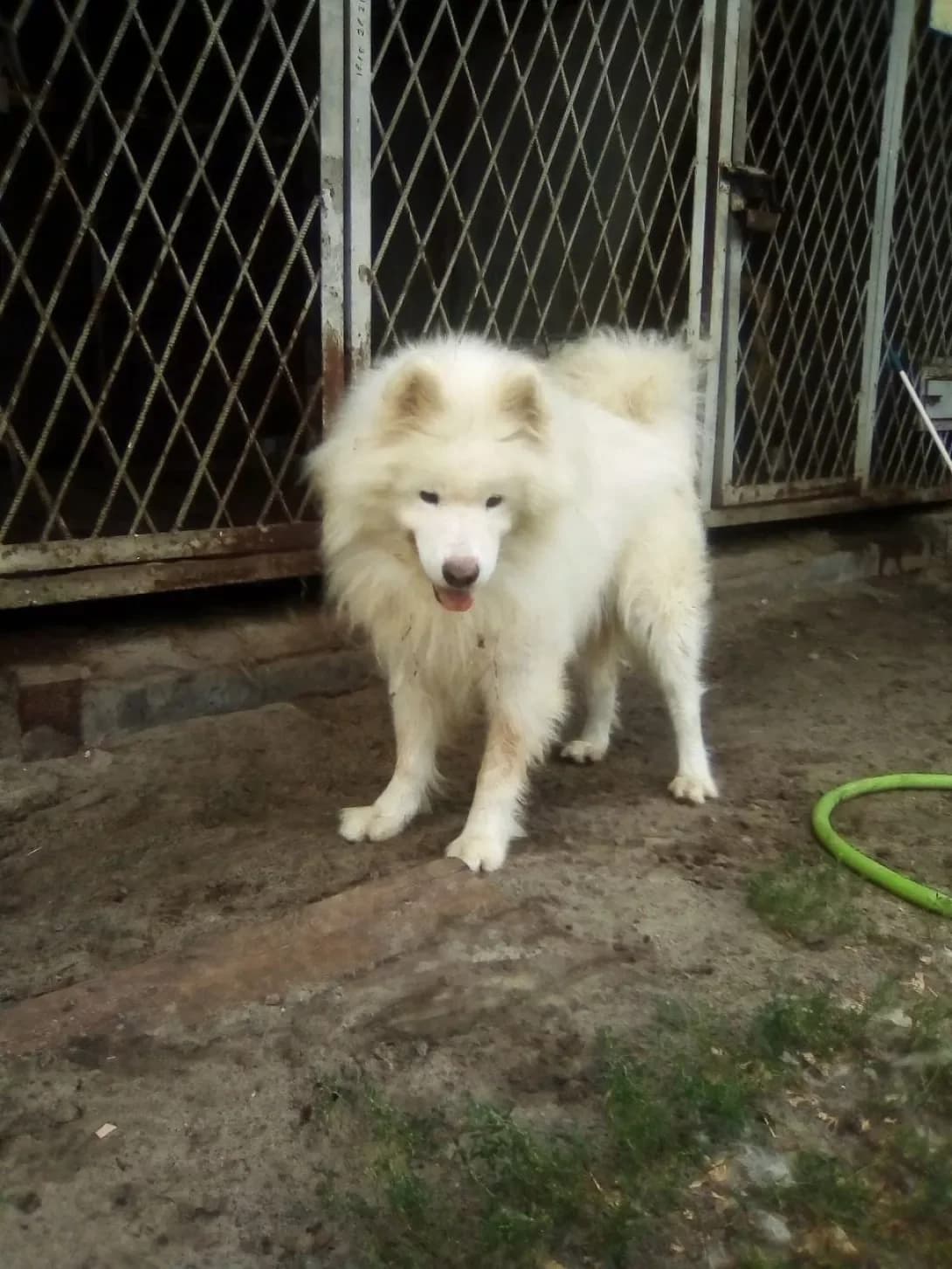 Alt (Альт), male 3yo Mixed Breed for adoption at Happy Paw Dnipro