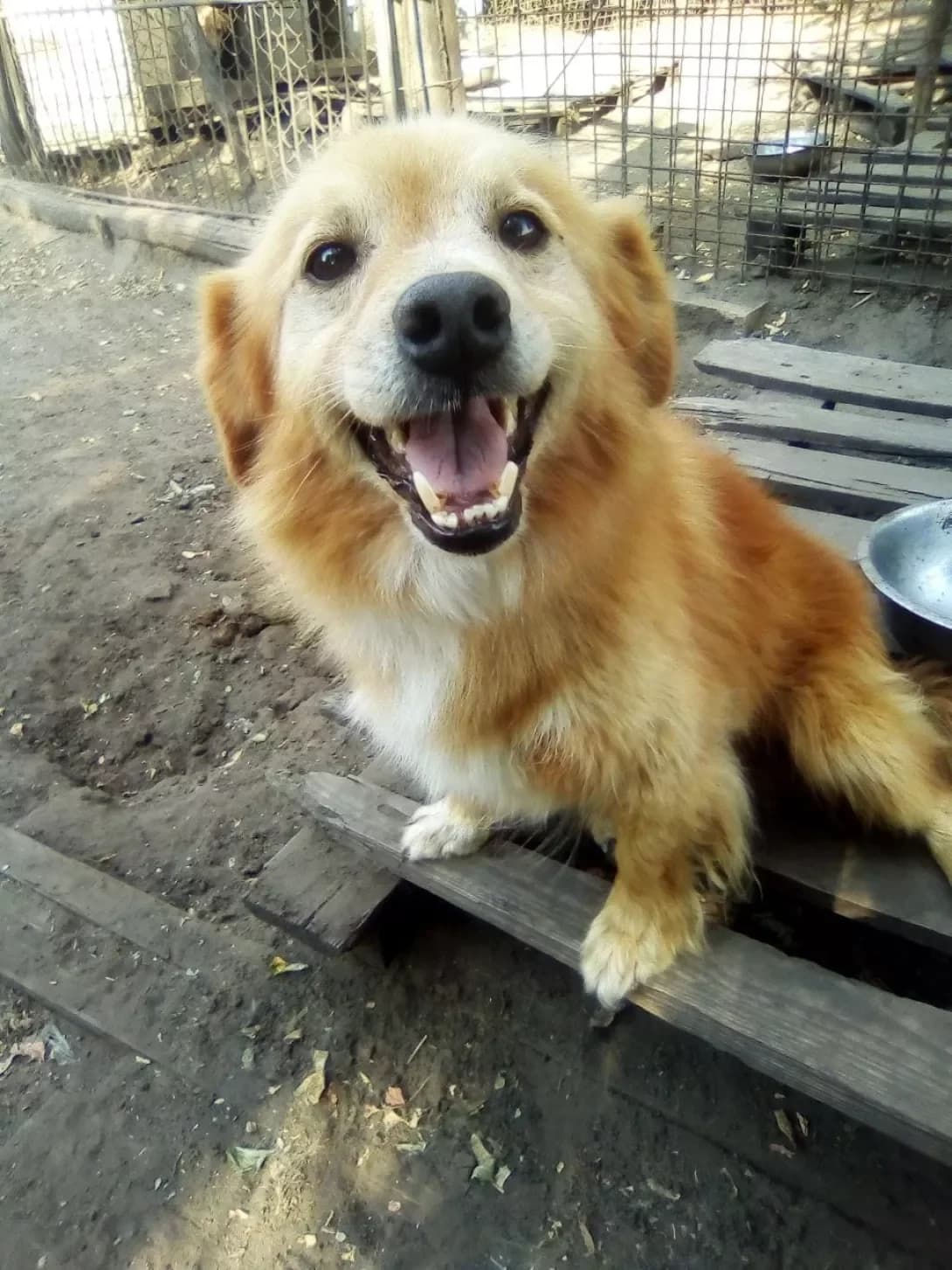 Rudiy (Рудий), male 3yo Mixed Breed for adoption at Happy Paw Dnipro