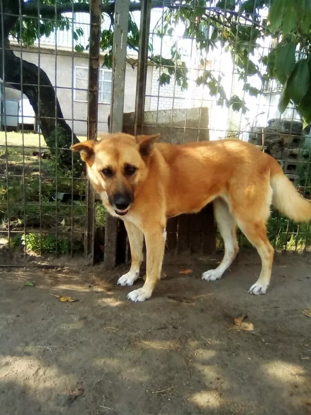 Ayza (Айза), female senior Mixed Breed for adoption at Happy Paw Dnipro