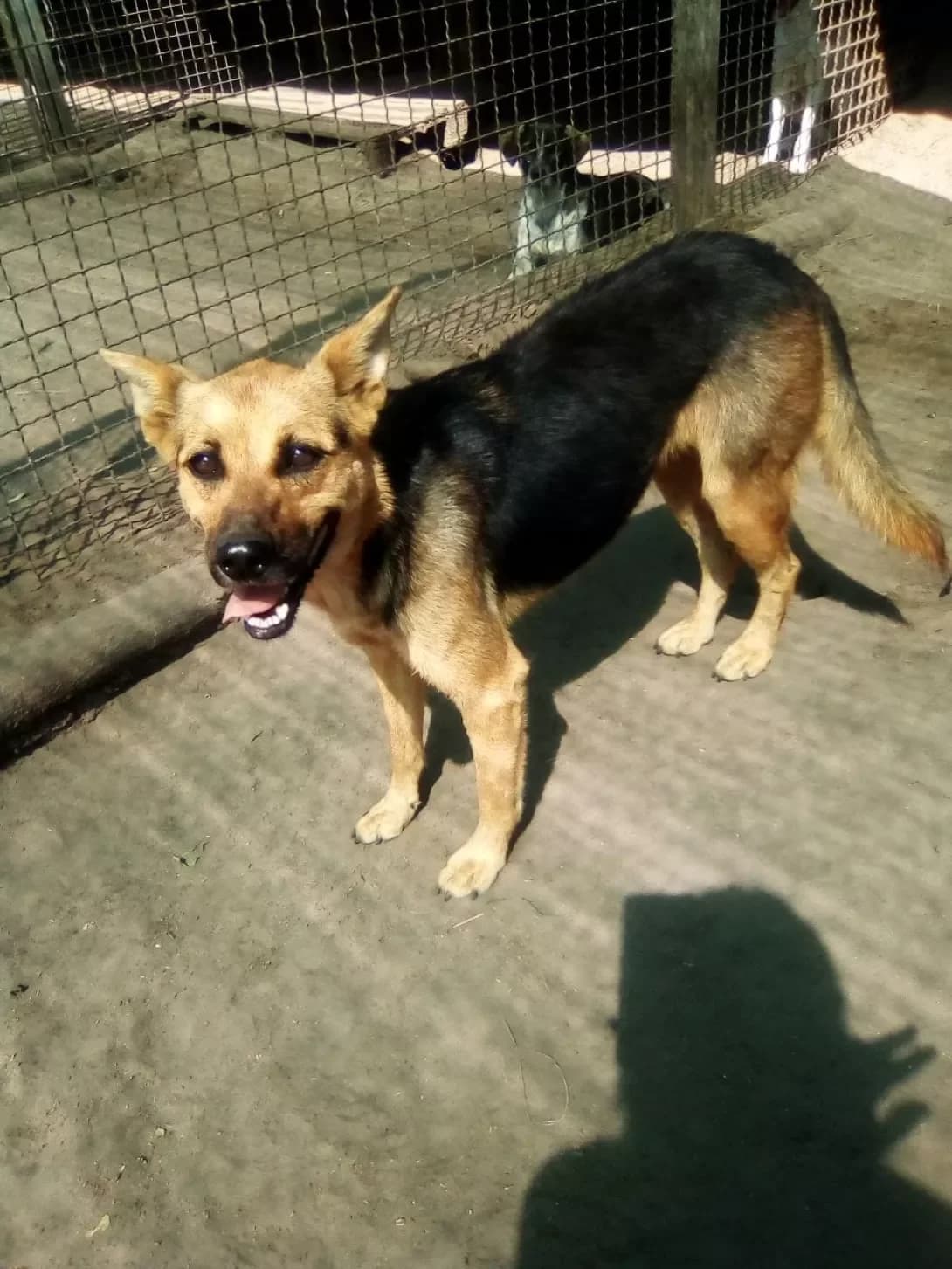 Dzhek (Джек), female 6yo Mixed Breed for adoption at Happy Paw Dnipro