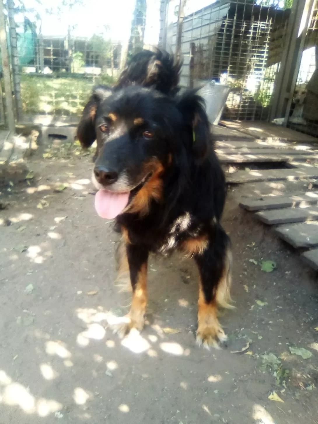 Zhora (Жора), male 6yo Mixed Breed for adoption at Happy Paw Dnipro