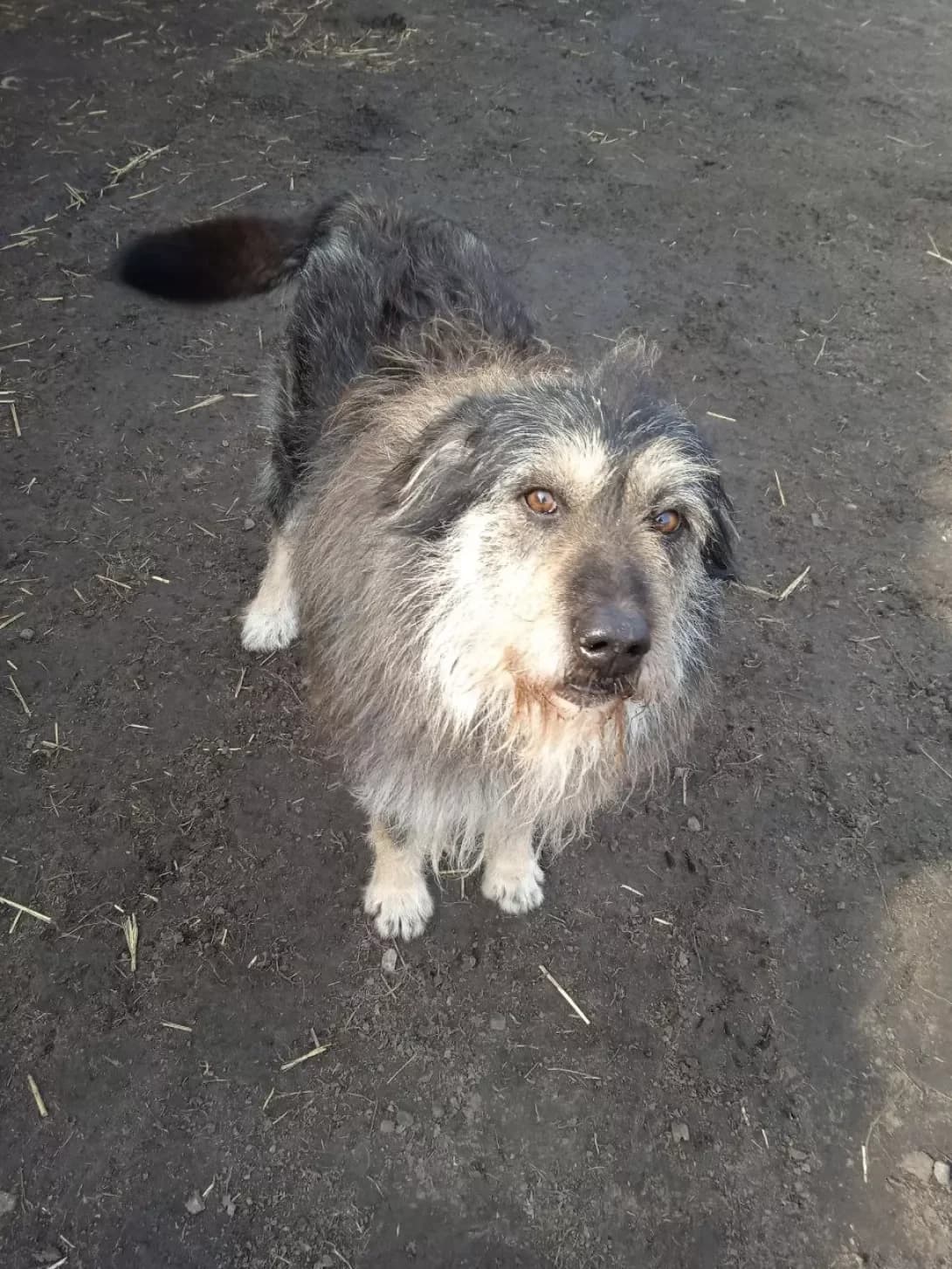 Barosha (Бароша), male senior Mixed Breed for adoption at Happy Paw Dnipro