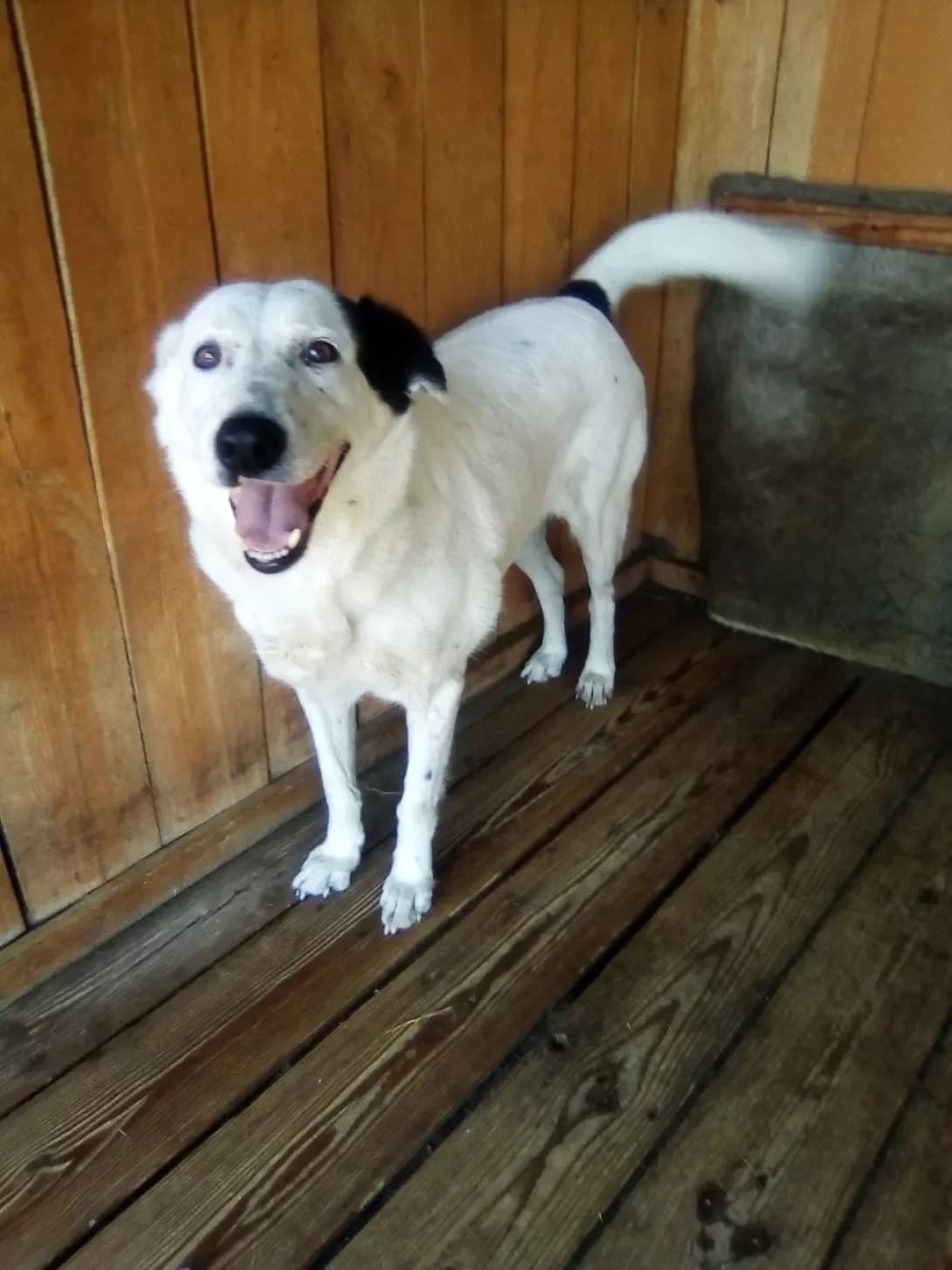 Bilka (Білка), Mixed Breed (Happy Paw Dnipro)