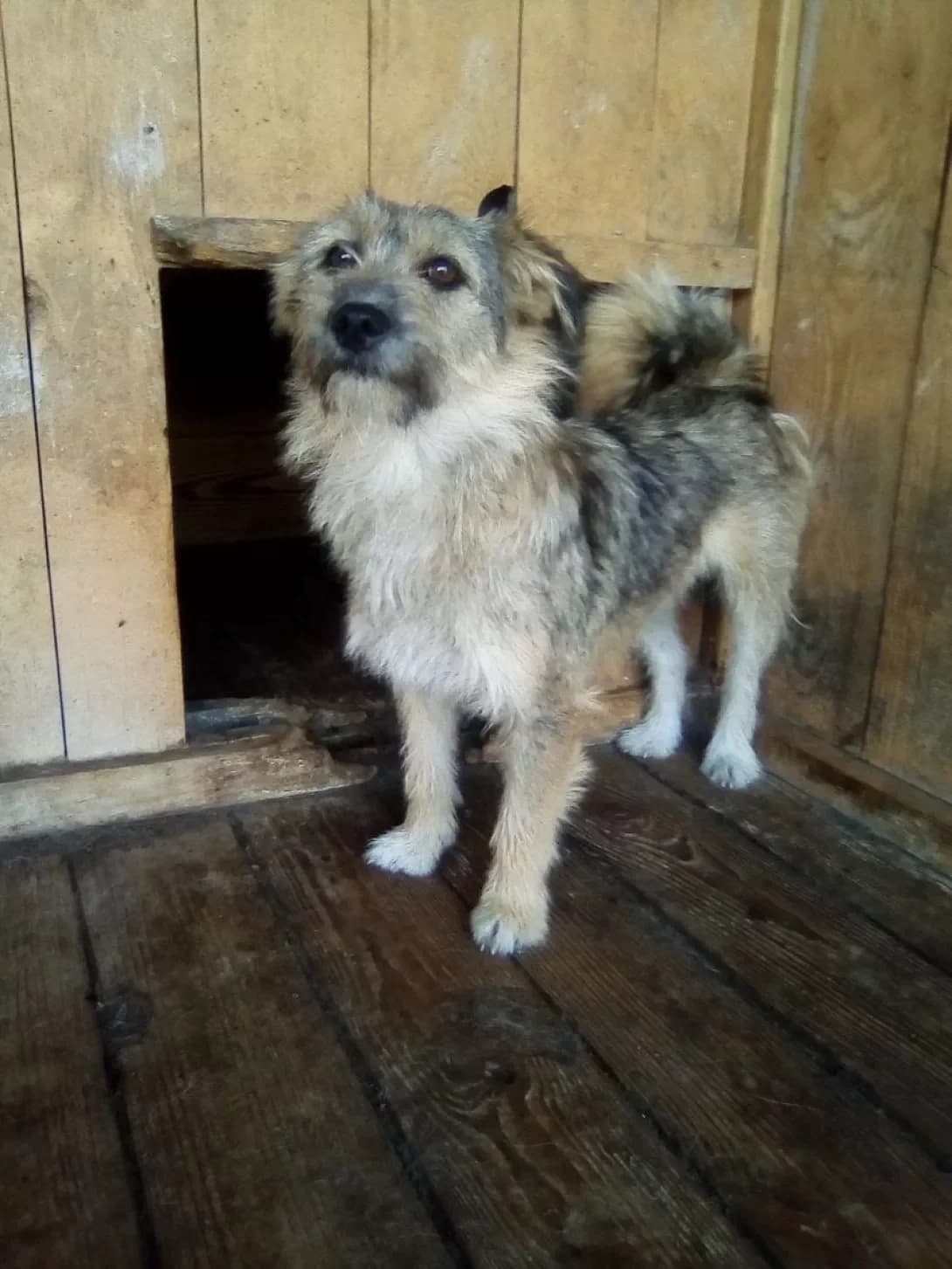 Borodachik (Бородачік), male 6yo Mixed Breed for adoption at Happy Paw Dnipro