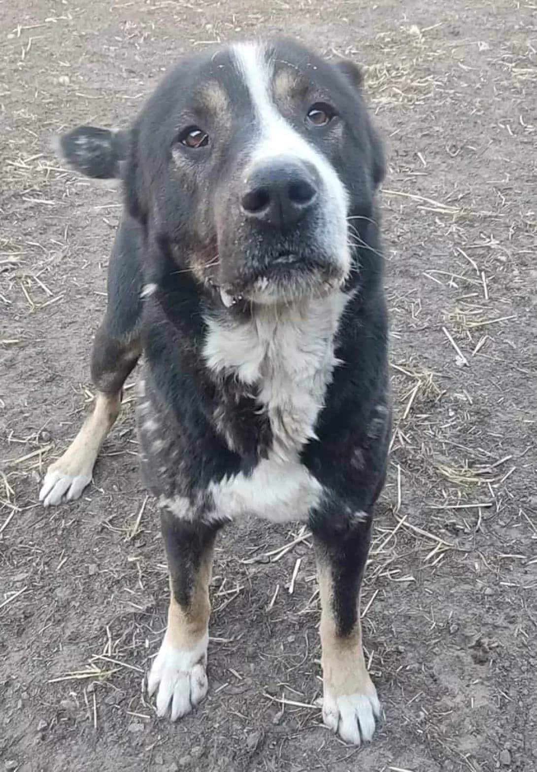 Akbar (Акбар), male senior Mixed Breed for adoption at Happy Paw Dnipro