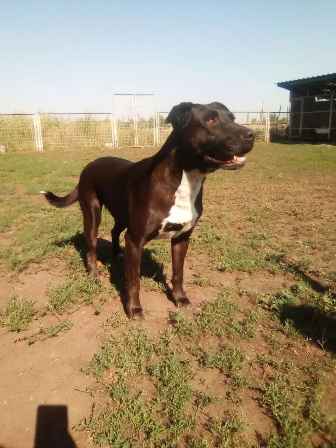 Luna (Луна), Mixed Breed (Happy Paw Dnipro)