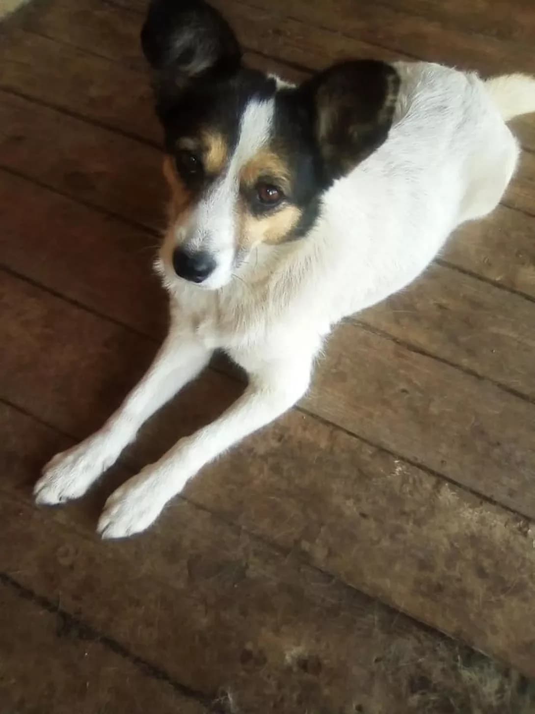 Dzhessika (Джессіка), Mixed Breed (Happy Paw Dnipro)