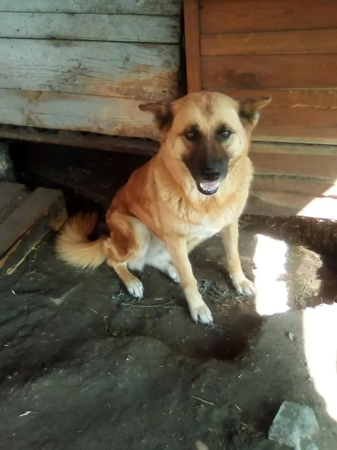 Alisa (Аліса), Mixed Breed (Happy Paw Dnipro)
